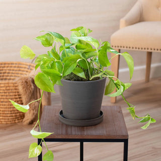 Golden Pothos