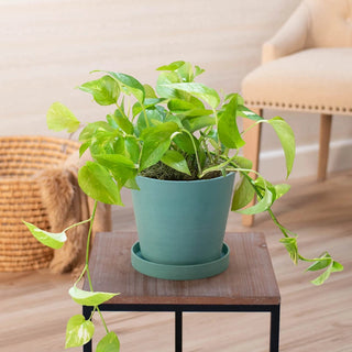 Golden Pothos