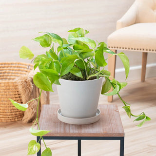 Golden Pothos