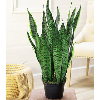 Snake Plant