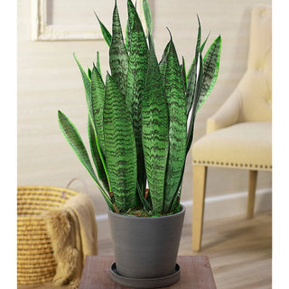 Snake Plant