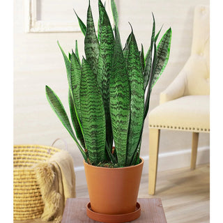 Snake Plant