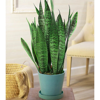 Snake Plant