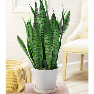 Snake Plant