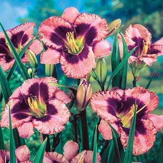 Daring Deception Daylily