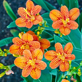 Freckled Face Leopard Flower