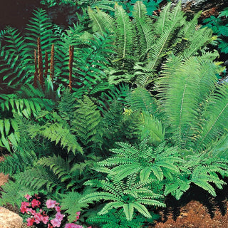 Hardy Fern Mixture Super Sak