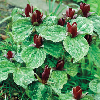 Toad Trillium