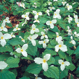 Great White Trillium