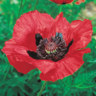 Beauty Of Livermere Oriental Poppy