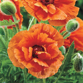 Orange Glow Oriental Poppy