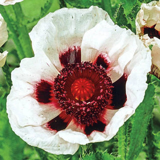 Perry White Oriental Poppy