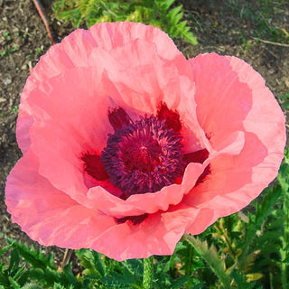 Oriental Poppy Helen Elizabeth