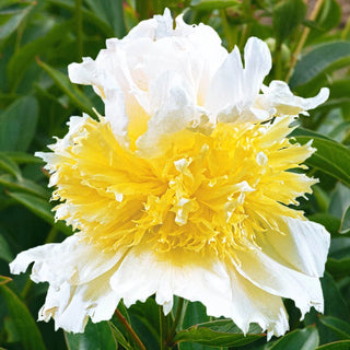 Top Brass Lifetime Peony