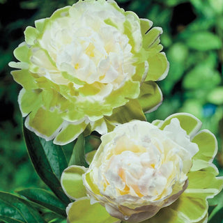 Halo Green Peony