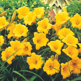 Stella De Oro Reblooming Daylilies