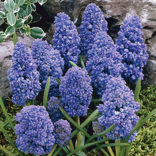 Blue Spike Hyacinth Grape