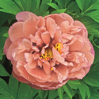 Kettle Kopper Itoh Peony