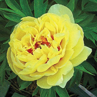 Itoh Lifetime Peony Collection