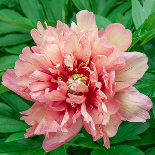 Itoh Lifetime Peony Collection