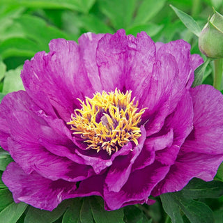 Itoh Lifetime Peony Collection