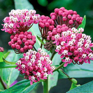 Milkweed Plant