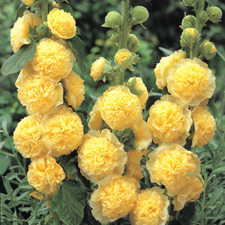 Yellow Double Hollyhock