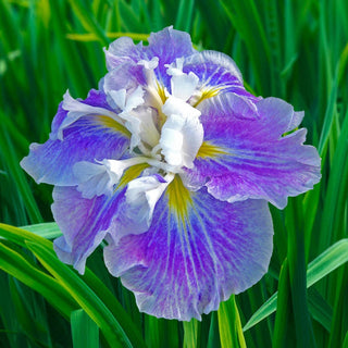 Dinner Plate Japanese Iris Collection