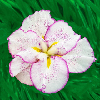 Dinner Plate Japanese Iris Collection