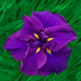 Dinner Plate Japanese Iris Collection