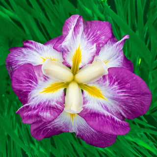 Dinner Plate Japanese Iris Collection