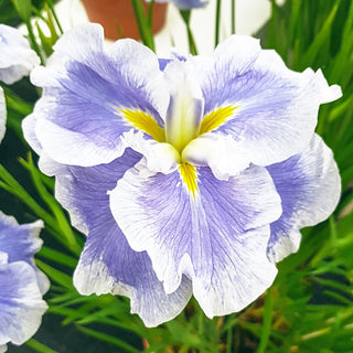 Dinner Plate Japanese Iris Collection