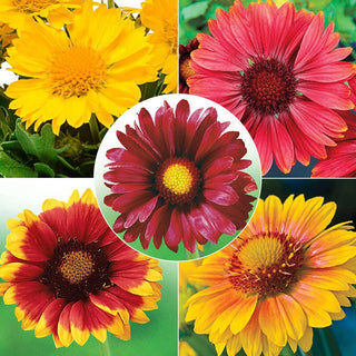 Sunny Gaillardia Collection