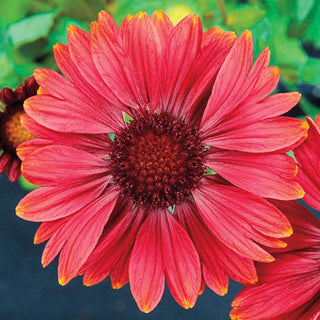 Sunny Gaillardia Collection