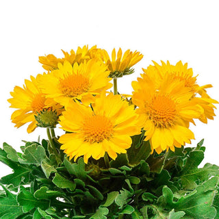 Sunny Gaillardia Collection