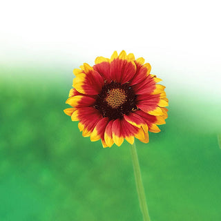 Sunny Gaillardia Collection