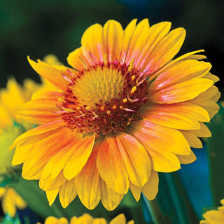 Sunny Gaillardia Collection