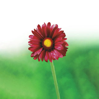 Sunny Gaillardia Collection