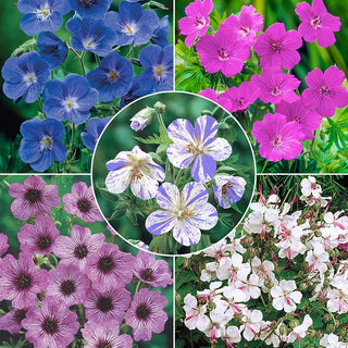 Everblooming Hardy Geranium Collection