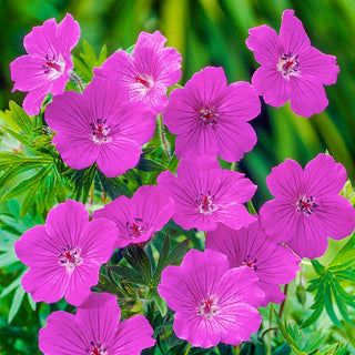 Everblooming Hardy Geranium Collection