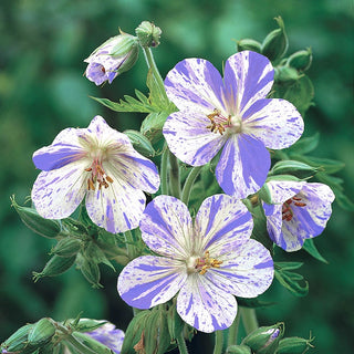 Everblooming Hardy Geranium Collection