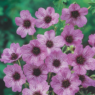 Everblooming Hardy Geranium Collection