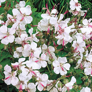 Everblooming Hardy Geranium Collection