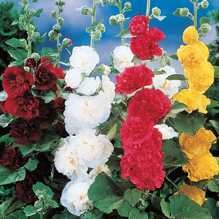 Double Hollyhock Mixture