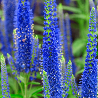 Blue Speedwell Veronica