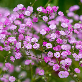 Flamingo Babys Breath