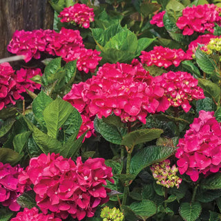 Glowing Embers Hydrangea