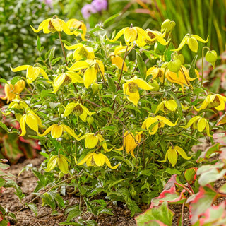 Little Lemons Clematis