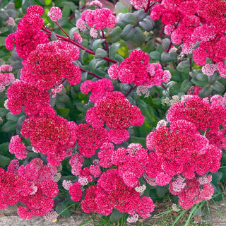 Red Cauli Sedum