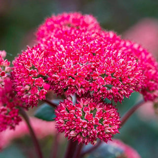 Red Cauli Sedum